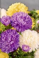 Астра Болл микс, однолетник, приобрести семечки цветов Астра Болл микс