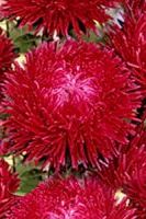 Астра Ювел Гранат Астра Ювел Гранат