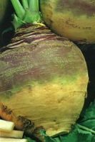 Брюква Красносельская Брюква Красносельская