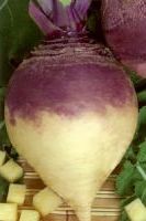 Брюква столовая Новгородская Брюква столовая Новгородская