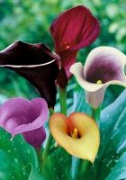 Калла смесь Калла смесь