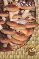 Мицелий грибов Шиитаке