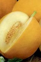 Дыня Сладкоежка, семечки овощей компания Гавриш Дыня Сладкоежка, семечки овощей компания Гавриш