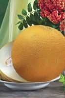 Дыня Злато Скифов, семечки компании 