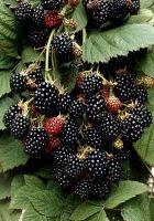 Ежевика Блэк Сатин Ежевика Блэк Сатин