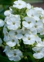 Флокс ввезенный Джейд Флокс ввезенный Джейд