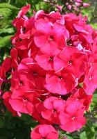 Флокс ввезенный Ред Райдинг Худ Флокс ввезенный Ред Райдинг Худ