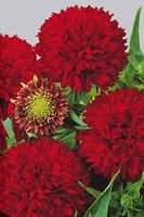 Гайлардия Красноватый помпон Гайлардия Красноватый помпон