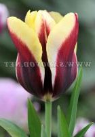 Цветок триумф Гавота (Gavota)