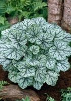 Гейхера гибридная Венус Гейхера гибридная Венус