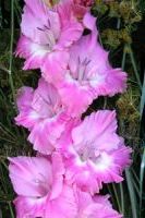 Шпажник Питерская принцесса Шпажник Питерская принцесса