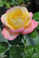 Роза чайно-гибридная Глория Дей Роза чайно-гибридная Глория Дей