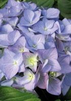 Гортензия крупнолистовая Андриан Блю Гортензия крупнолистовая Андриан Блю