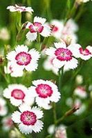 Гвоздика травянка Вайт-Ред Гвоздика травянка Вайт-Ред