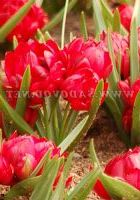 Цветок ботанический махровый Хамилис (Humilis) Цветок ботанический махровый Хамилис (Humilis)