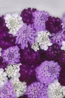 Иберис зонтичный Ежевичные меренги Иберис зонтичный Ежевичные меренги