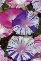 Ипомея Карнавал в Венеции Ипомея Карнавал в Венеции