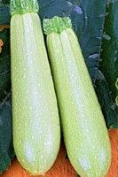 Кабачок Искандер F1