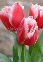 Цветок бахромчатый Канаста (Canasta) Цветок бахромчатый Канаста (Canasta)