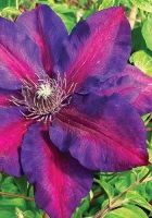 Клематис крупноцветковый Миссис Н. Томпсон Клематис крупноцветковый Миссис Н. Томпсон