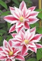 Клематис Андромеда Клематис Андромеда