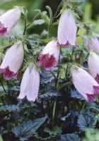 Колокольчик точечный Хот Липс Колокольчик точечный Хот Липс