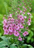 Коровяк гибридный Пинк Домино