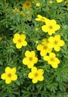 Лапчатка Голдфингер Лапчатка Голдфингер