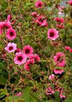 Лапчатка непальская Мисс Вильмот (Potentilla nepalensis Miss Willmott)