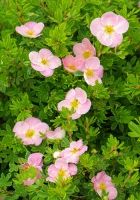 Лапчатка Пинк Принцесс Лапчатка Пинк Принцесс