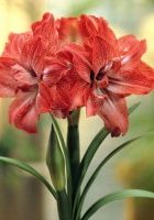 Амариллис махровый Леди Джейн Амариллис махровый Леди Джейн