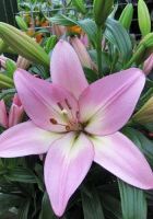 Лилия Ла-гибрид Мозелле Лилия Ла-гибрид Мозелле