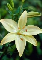 Лилия Ла-гибрид Роял Фэнтези Лилия Ла-гибрид Роял Фэнтези