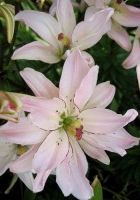 Лилия азиатская Спринг Пинк Лилия азиатская Спринг Пинк