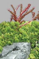 Молодило кровельное Молодило кровельное