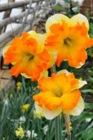 Нарцисс орхидейный Тритомба Нарцисс орхидейный Тритомба