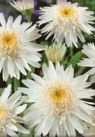 Нивяник больший Вёррэл Сьюприм Нивяник больший Вёррэл Сьюприм