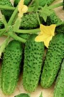 Огурец Кум да Кума (семечки компании Гавриш) Огурец Кум да Кума (семечки компании Гавриш)