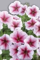 Петуния ампельная Опера Малиновые жилки, однолетники, приобрести семечки цветов