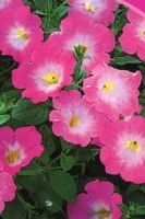 Петуния ампельная Петуния ампельная