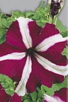 Петуния ампельная Пурпуровая звезда F1 Петуния ампельная Пурпуровая звезда F1