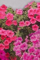 Петуния ампельная Вельвет смесь Петуния ампельная Вельвет смесь