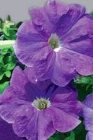 Петуния крупноцветковая Надее Петуния крупноцветковая Надее