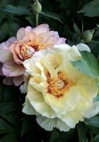 Пион ИТО-гибрид Кэлис Мемори Пион ИТО-гибрид Кэлис Мемори