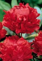Пион травянистый Ред Мэджик Пион травянистый Ред Мэджик