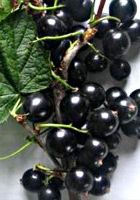 Смородина темная Подарок Кузиору Смородина темная Подарок Кузиору