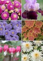 Декоративный многолетник-подарок Декоративный многолетник-подарок