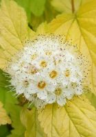 Пузыреплодник Калинолистный Лютеус Пузыреплодник Калинолистный Лютеус