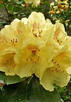 Рододендрон Якушиманский Голд Царевич Рододендрон Якушиманский Голд Царевич