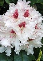 Рододендрон гибридный Ле Прогресс Рододендрон гибридный Ле Прогресс